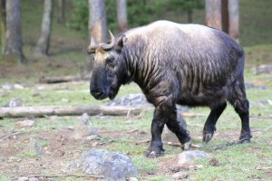 Takin National Animal of Bhutan